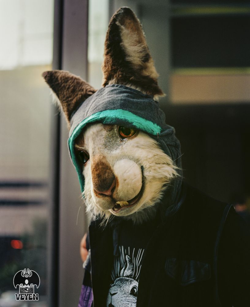It's a film photo of a fursuiter at Anthrocon 2025. They are posing by a window, illuminating their face and upper body. 