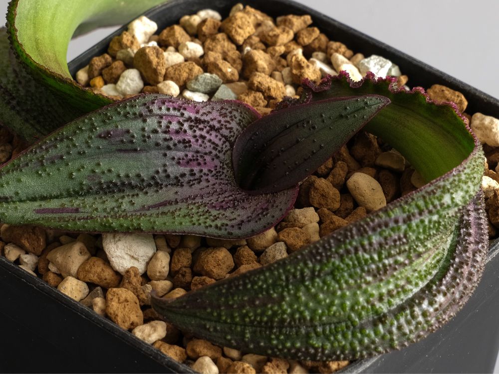 Massonia pustrata
引っ越しの影響でまだ葉が荒ぶってる