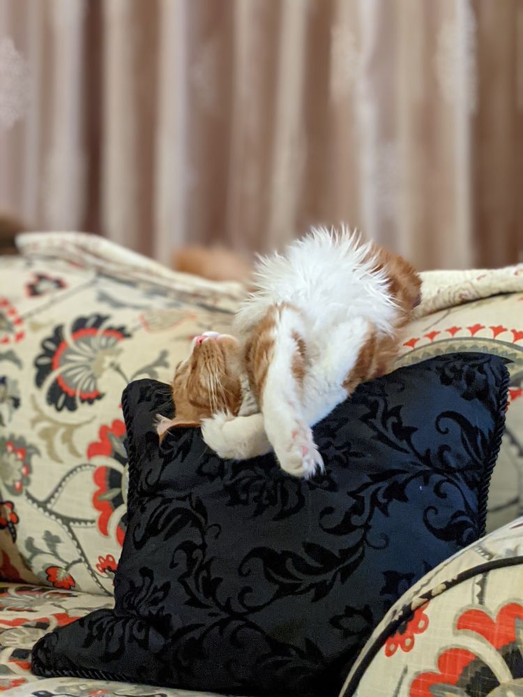 Orange and white Maine Coon Cat on his back draped over the top of a couch with a black pillow in front of him on the couch 