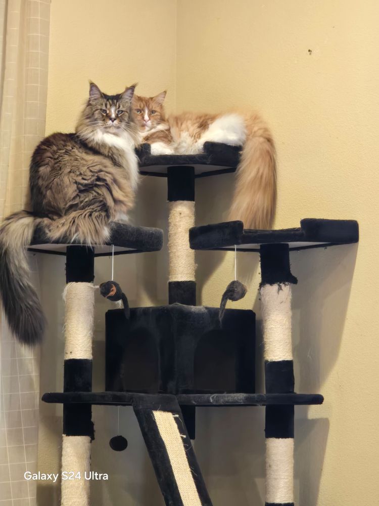 2 Maine Coon Cats sitting cheek-to-cheek on top of a tall cat tree looking at the camera