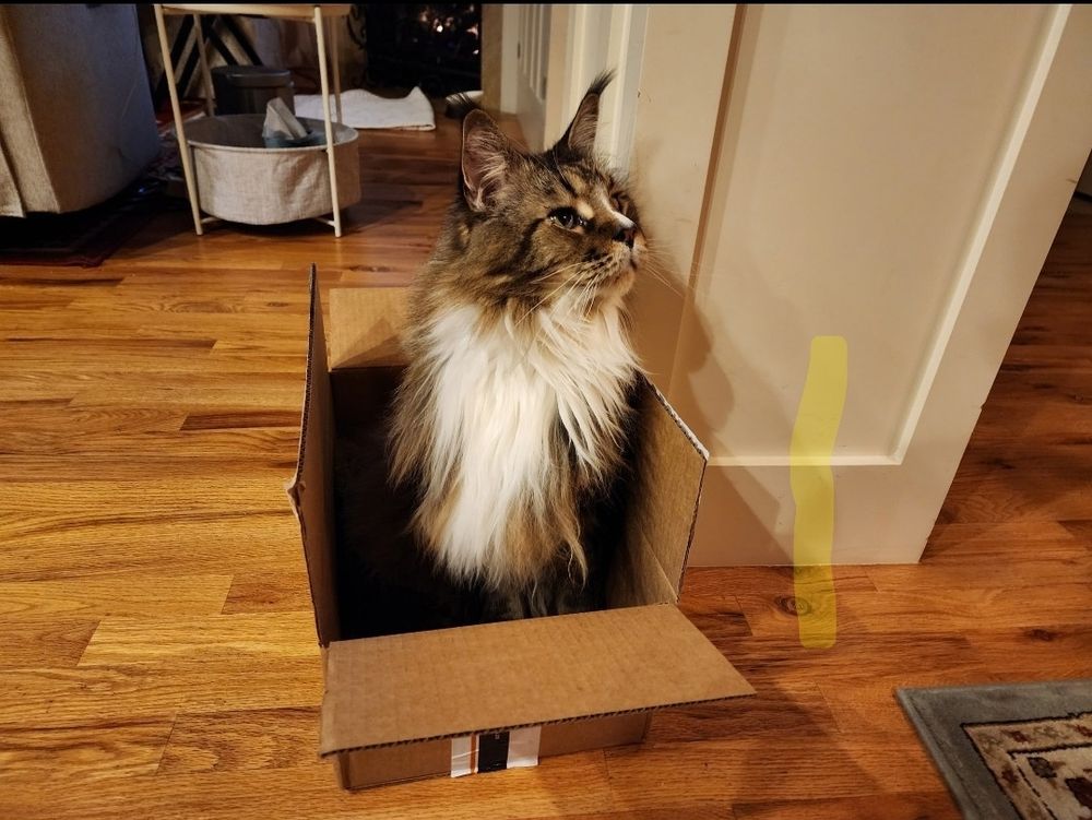 Brown and white Maine Coon Cat sitting in a small box