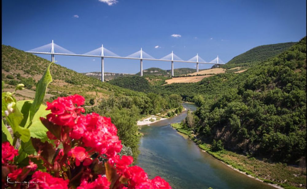 Viaduc de Millau au loin au dessus du Tarn avec bosquet de fleurs rouge au premier plan