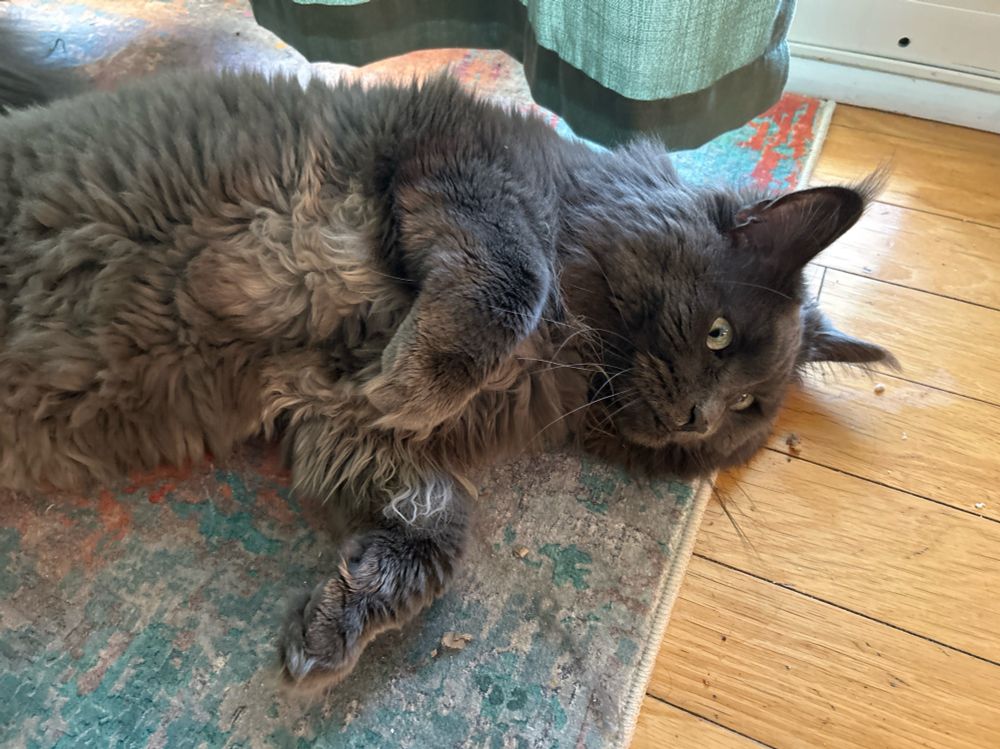 soweli Poteka li lon len ma tomo. ona li soweli pi alasa waso pi alasa soweli lili jaki. ona li walo pimeja.