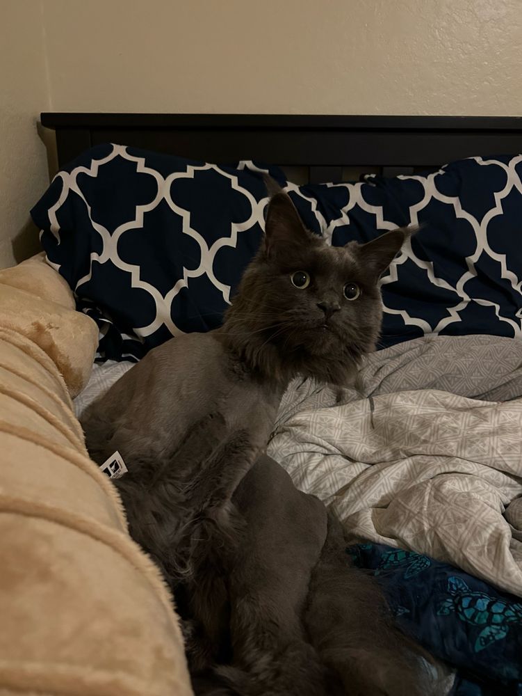 soweli Poteka li pimeja. ona li soweli suwi. ona li lon supa lape. ona li lukin e ijo. sitelen ni li jo ala e ijo ni. 