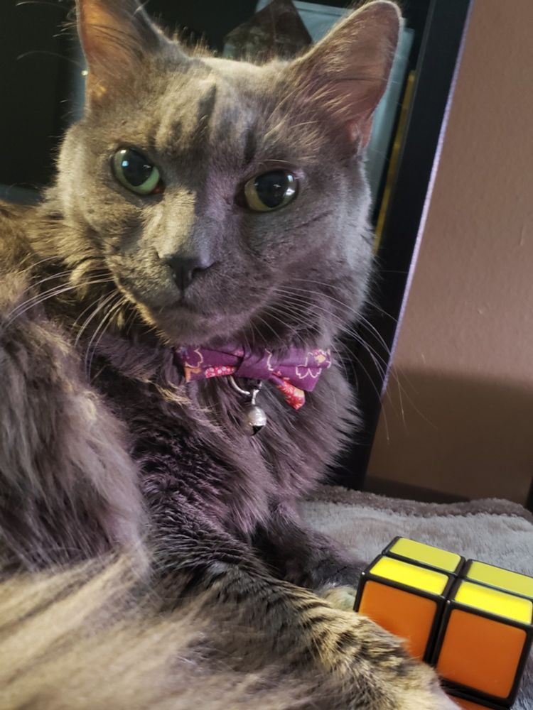 Grey cat with her paw on a rubiks cube that she absolutely solved, trust us