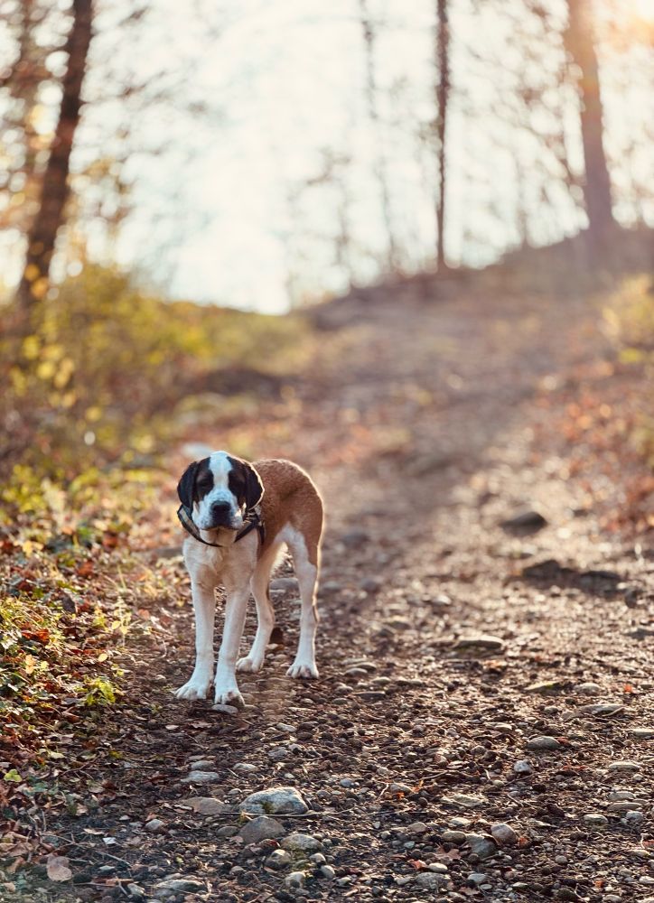 Chien saint Bernard de face dans la forêt. Contre jour 
