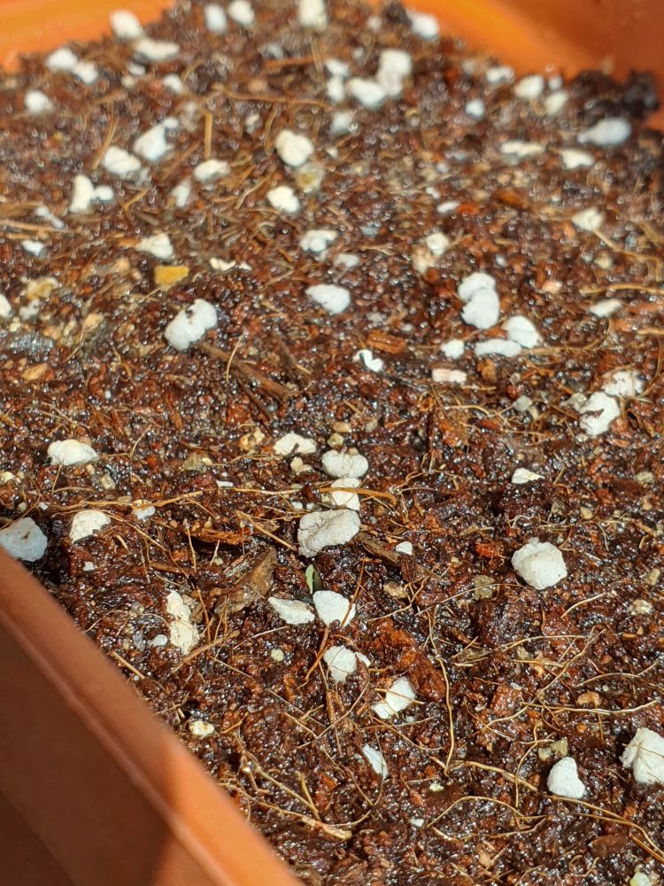 화분에 담긴 흙.
흰 돌 아래 빼꼼히 고개 민 연두빛 새싹이 보인다.