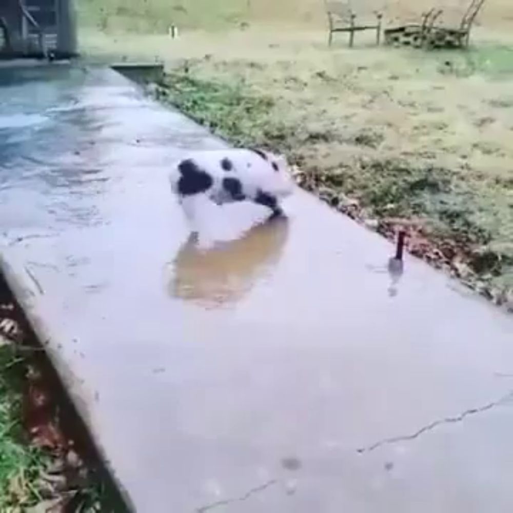 a black and white dog walking on a sidewalk