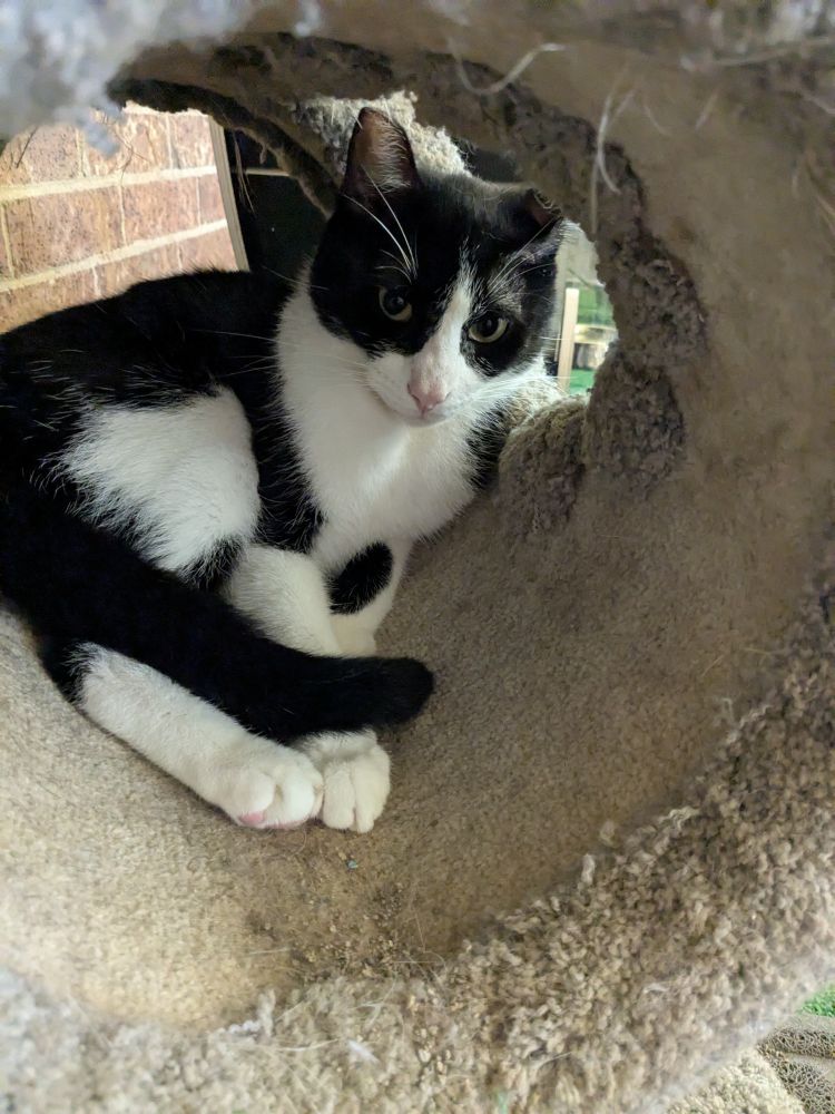 A black and white cat lays in a carpeted cat tube.