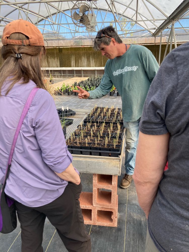 Divisions of Mexican feather grass, apparently it’s very easy to propagate