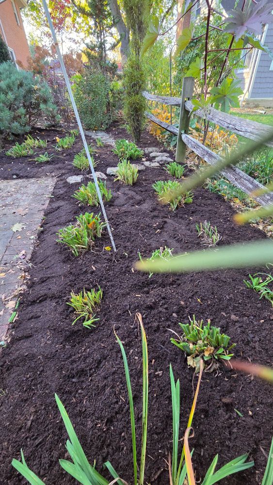 Long flowerbed of mulched daylilies trimmed for winter.