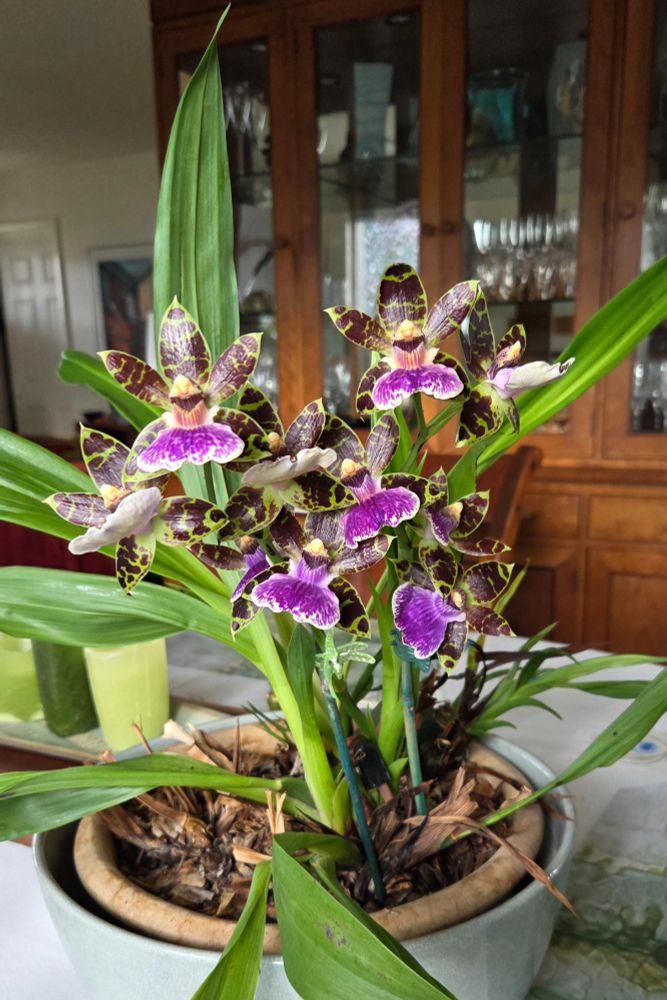 Zygopetalum orchid with many purple and green flowers.