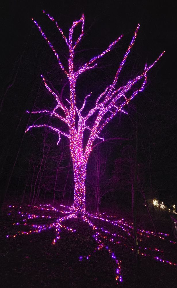 Giant tree and its roots lit up with red, blue, and gold lights mingled together. 
