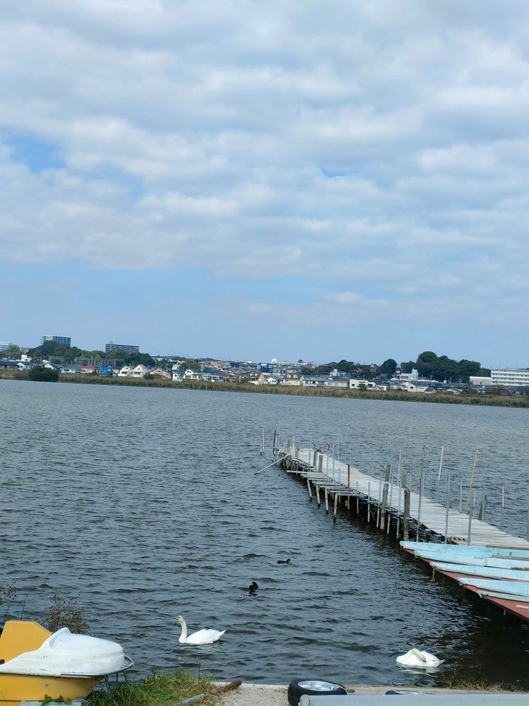 途中で見かけたハクチョウ