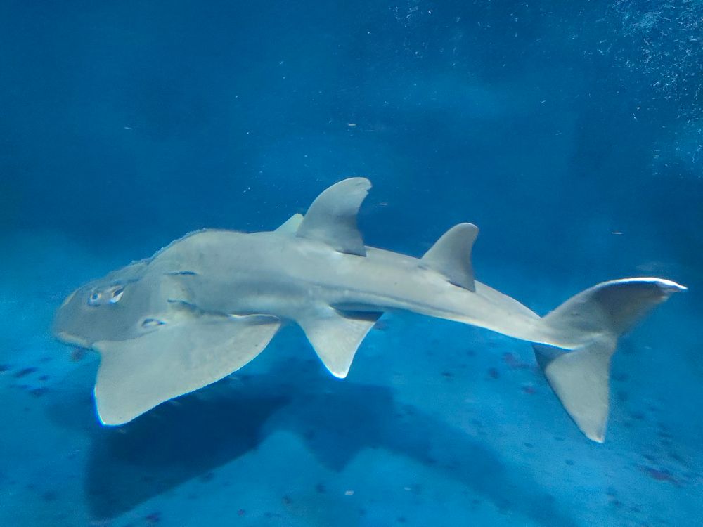 大水槽に入れるとバグるとの噂のシノノメサカタザメ