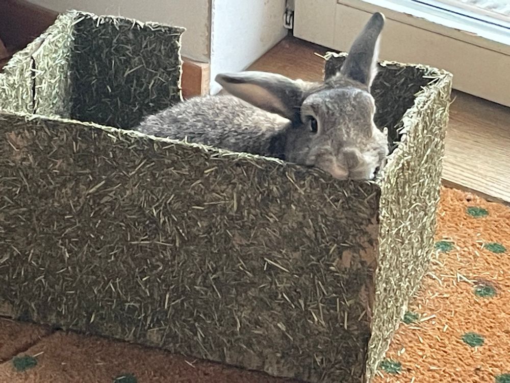 Agathe the bun inside of her home making bunstruction