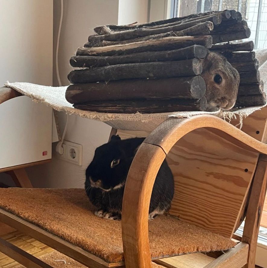 two bunnies a black one on a chair a red one in a tunnel
