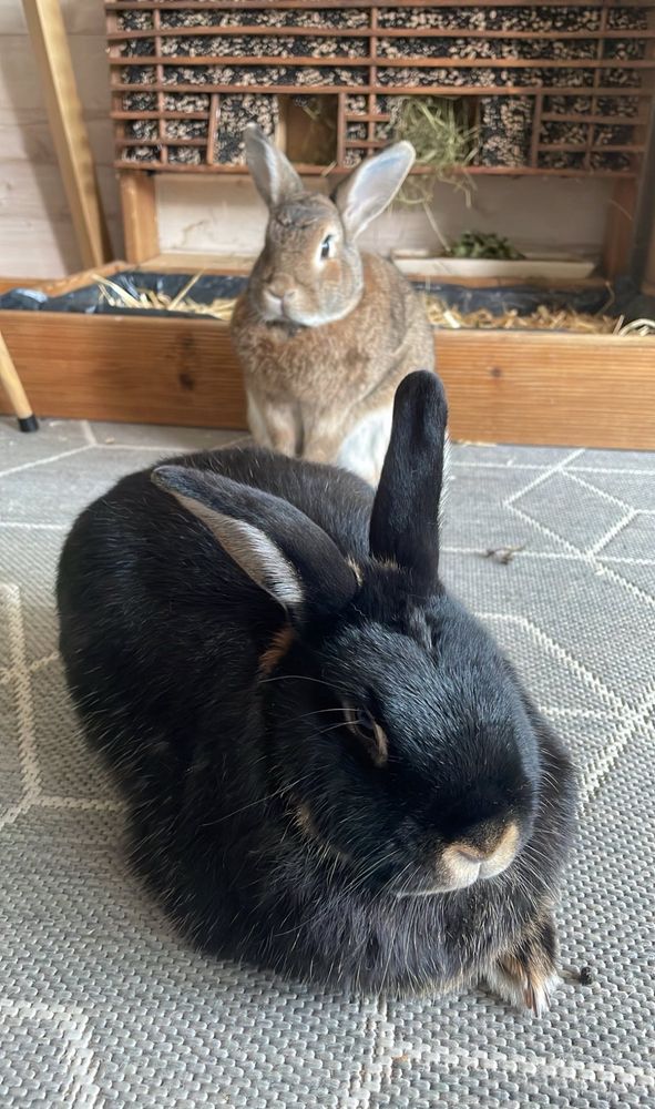 a black bunny on the front and a red haired on the back