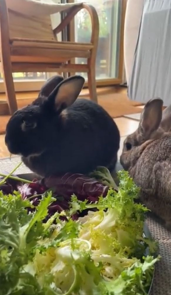 two buns chatting on whats going to be the best medicine against painful period cramps: ginger!