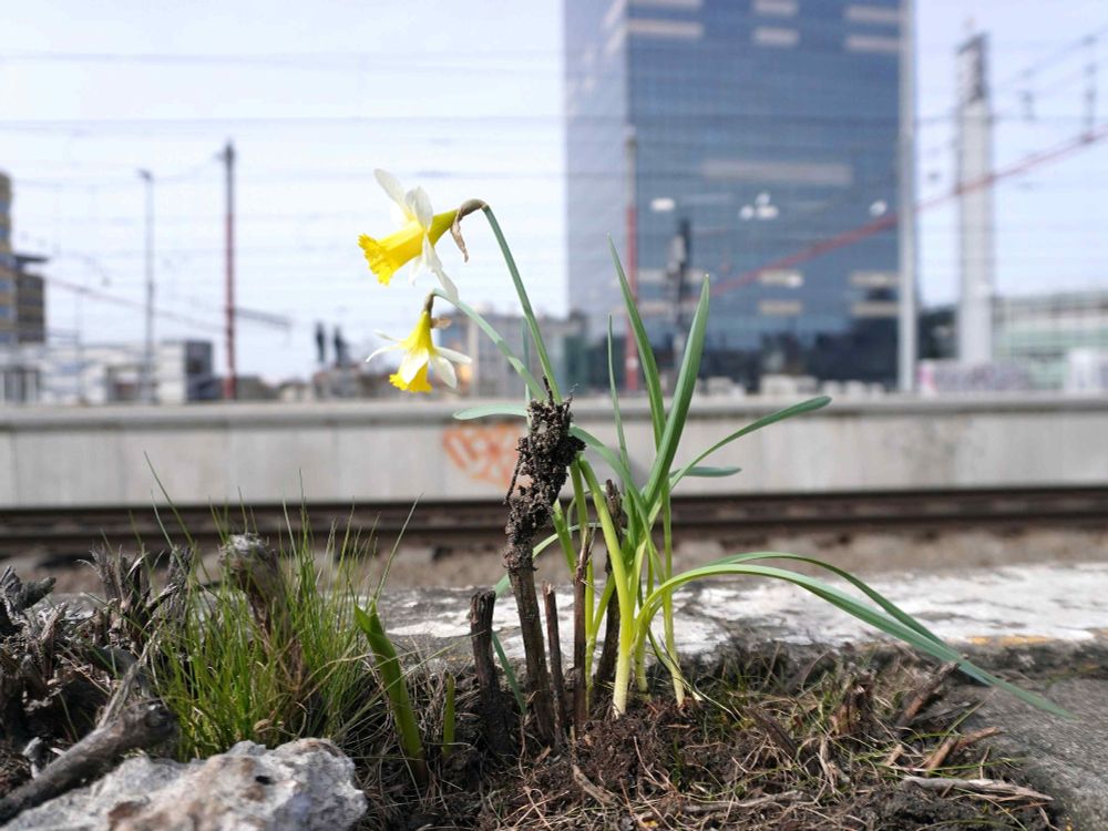 Jonquilles et muguet au quai 16, gare de Bruxelles-Midi à Bruxelles