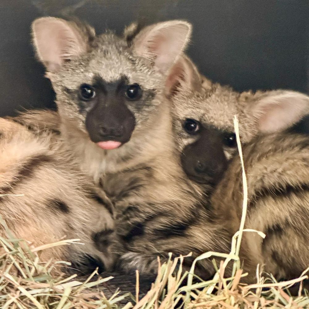 A photo of two aardwolf pups, via a press release from the Nashville Zoo