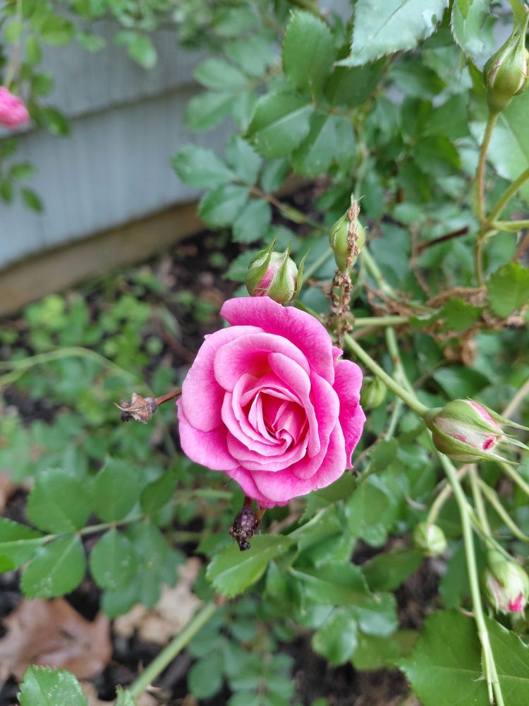 Pink rose and some buds