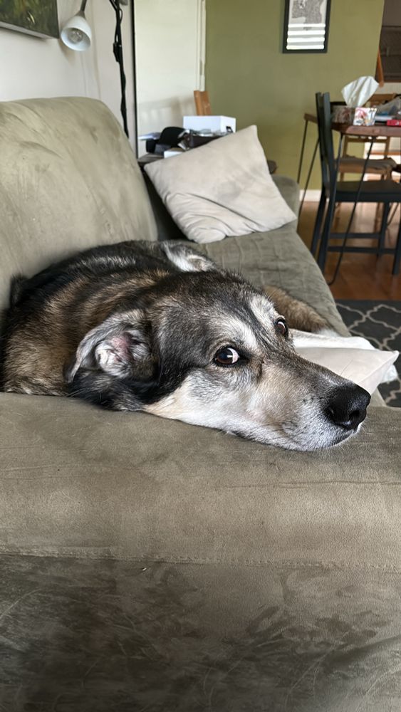 Husky cross looks suspiciously at the camera from a resting position on the couch.