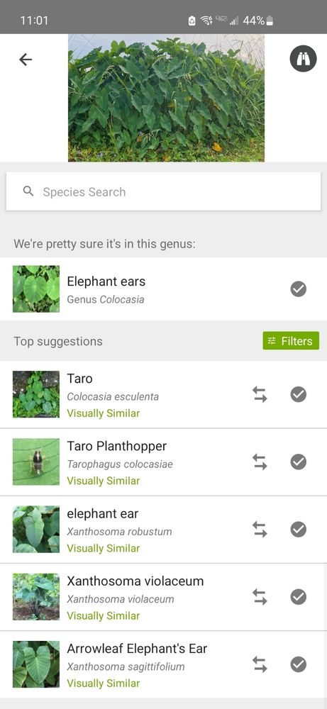 A screenshot of the results generated when the photo of the plane is loaded into the iNaturalist app, with the genus being elephant ears and the top match being taro
