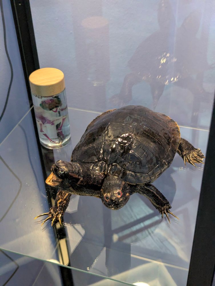 Janus turtle with 2 full heads with necks. 

One mouth is wide open going for a snack. 

A janus diaphonized chicken is on the shelf next to it. 

