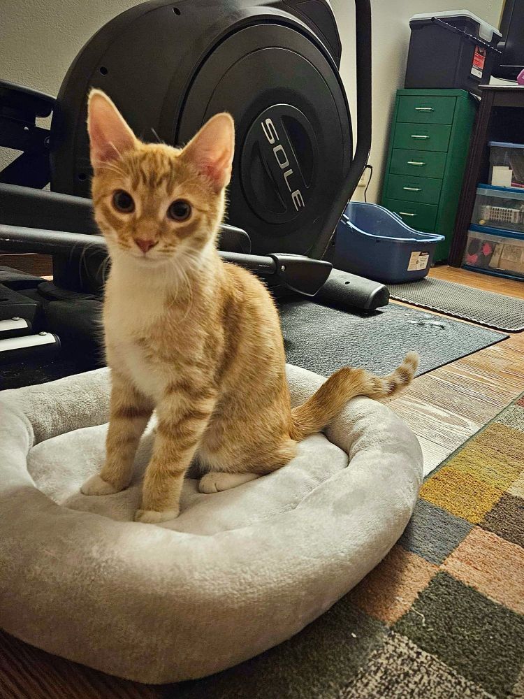 An orange striped kitten with a white tummy and paws sits alert on a gray plush cat bed.