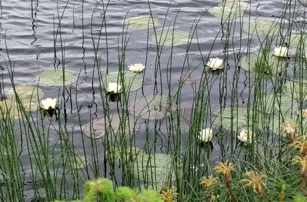 Lumpeenkukkia järven rannalla.