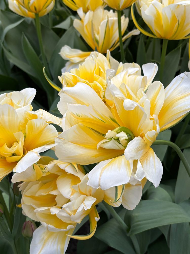 A close up image of yellow tulips that have white tips. They are fully in bloom. 