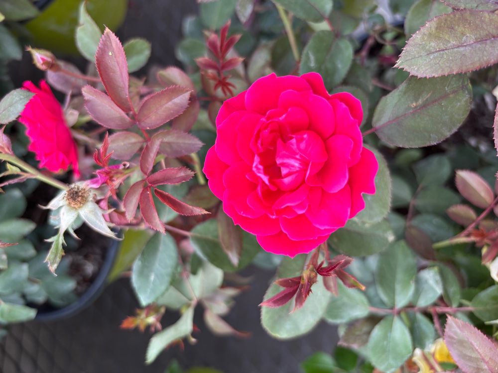 A close up photo of a dark pink mini rose on a dark green rose bush. 