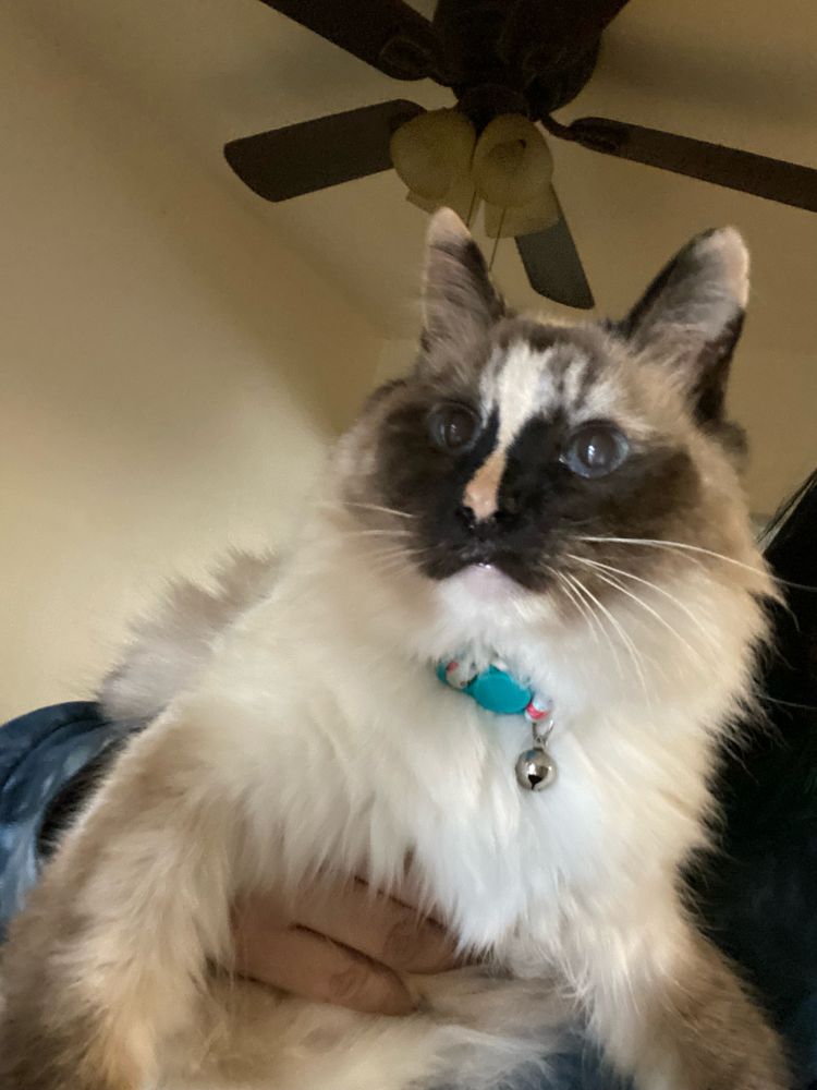 Sophie the cat is shown being held. Sophie is mostly white with dark gray on her face and ears plus a small orange stripe on her nose. Sophie has blue eyes. She is wearing a white collar with a pink line going down the middle, a blue buckle and a silver bell. Only the white hand and blue sweater sleeve of the person holding Sophie are shown.