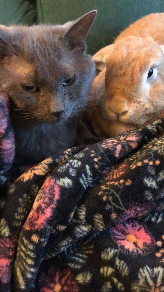 Gray cat next to orange rabbit on a floral blanket 