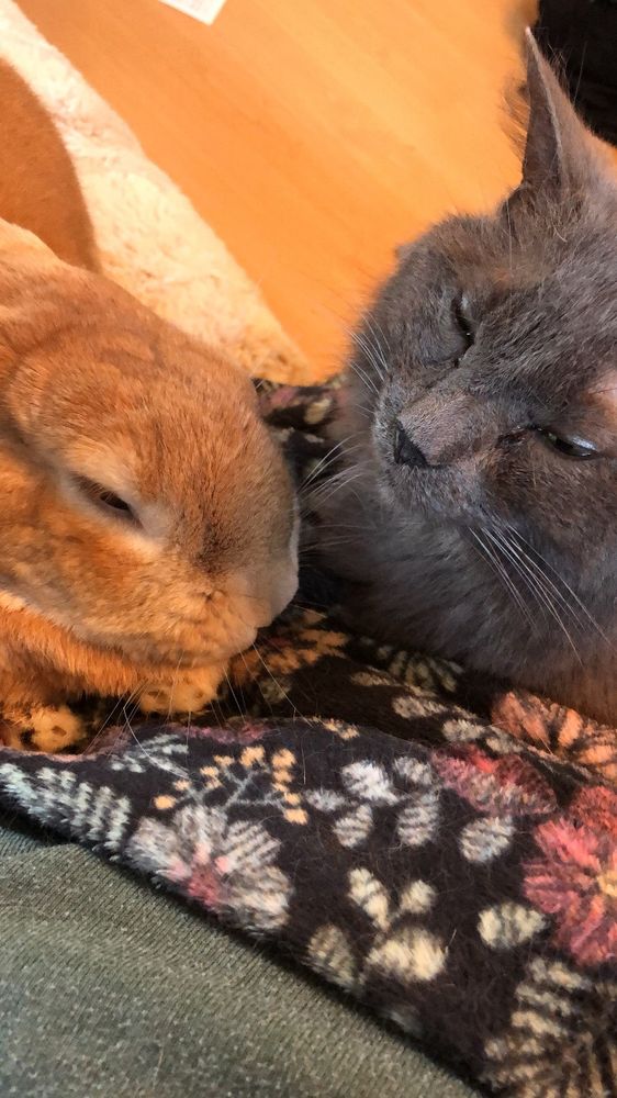 An orange rabbit and  grey cat nuzzled on a black floral blanket 