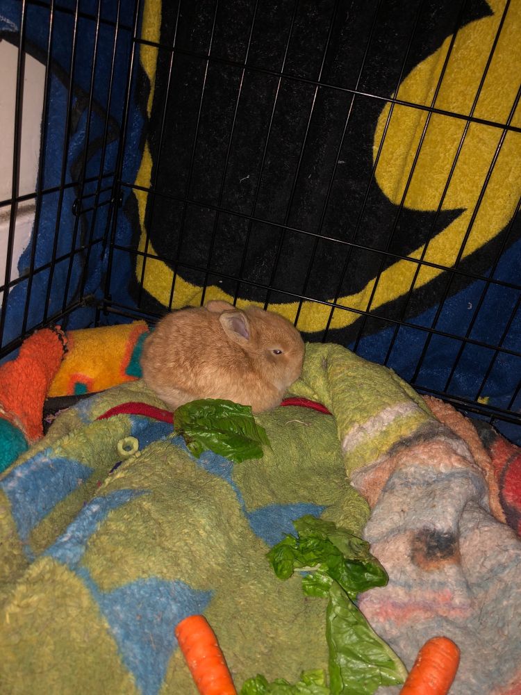 A small orange rabbit sitting on blankets 