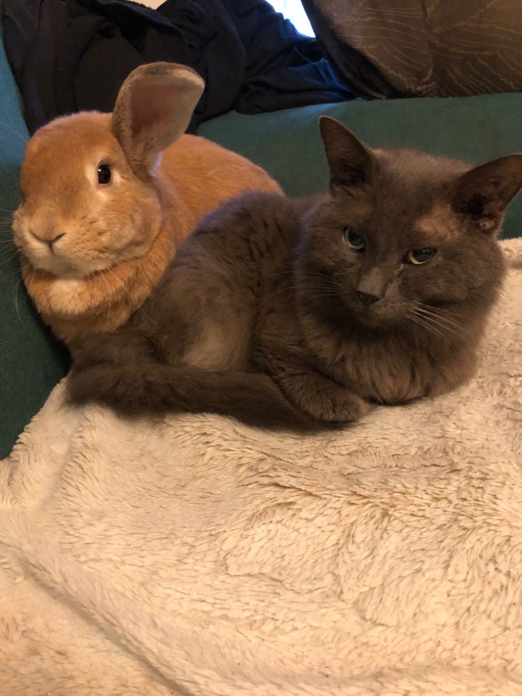 An orange rabbit and gray cat 