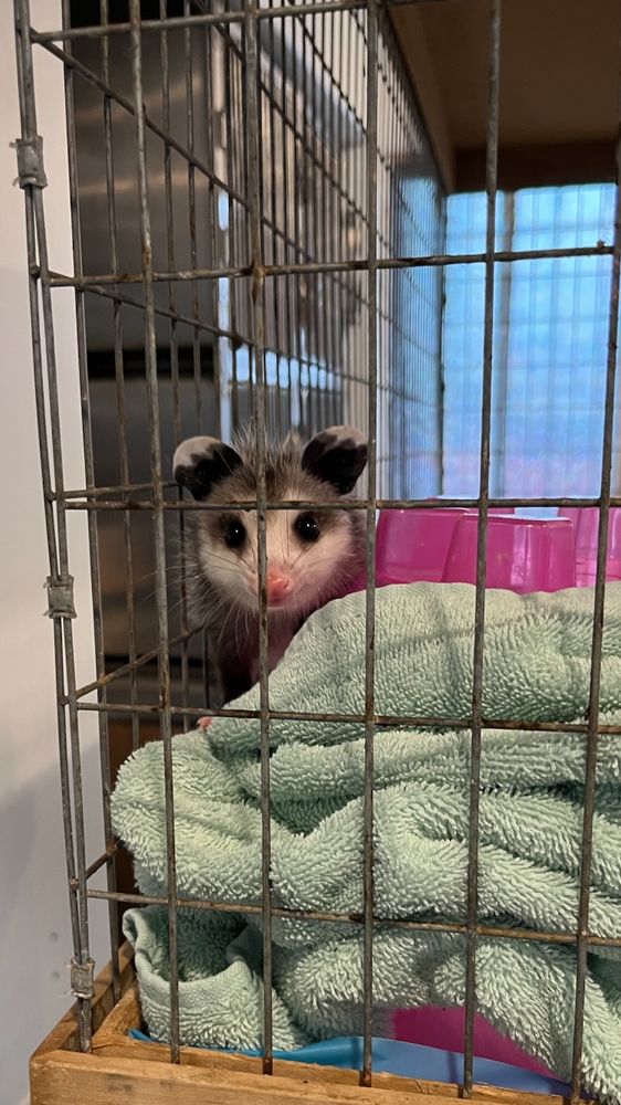 Picture of baby possum in a cage on a fluffy green blanket 