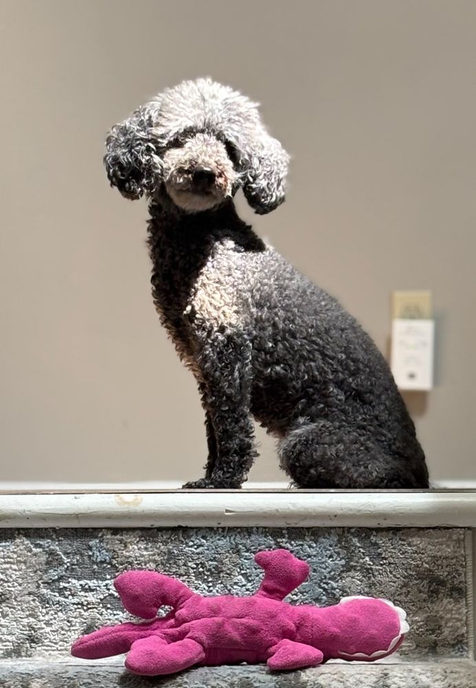 Image of an older miniature poodle, now turned grey, sitting on a step in the sunlight. Her pink toy dinosaur lies belly up on the step below her