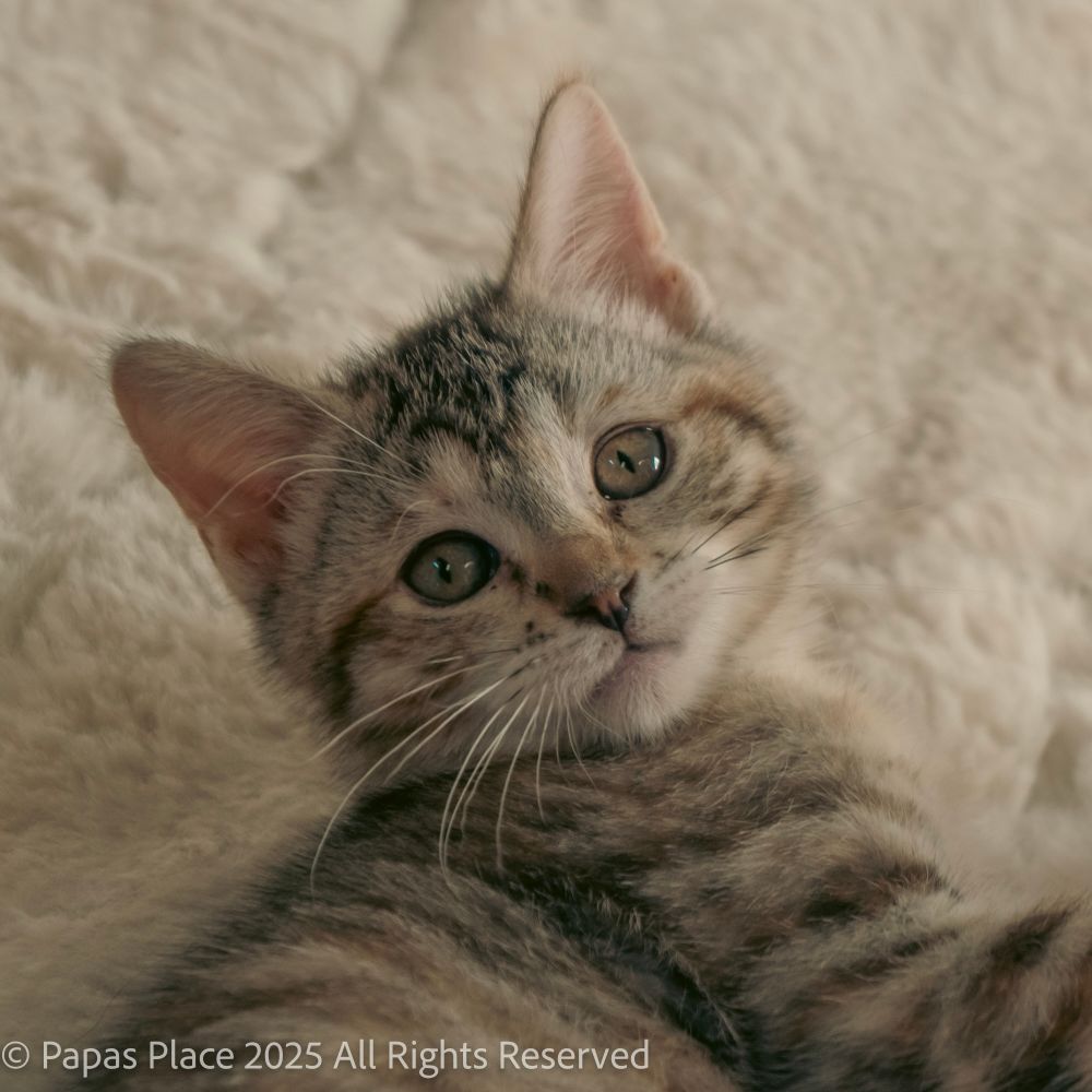 Echo the kitten laying on the floor looking at the camera