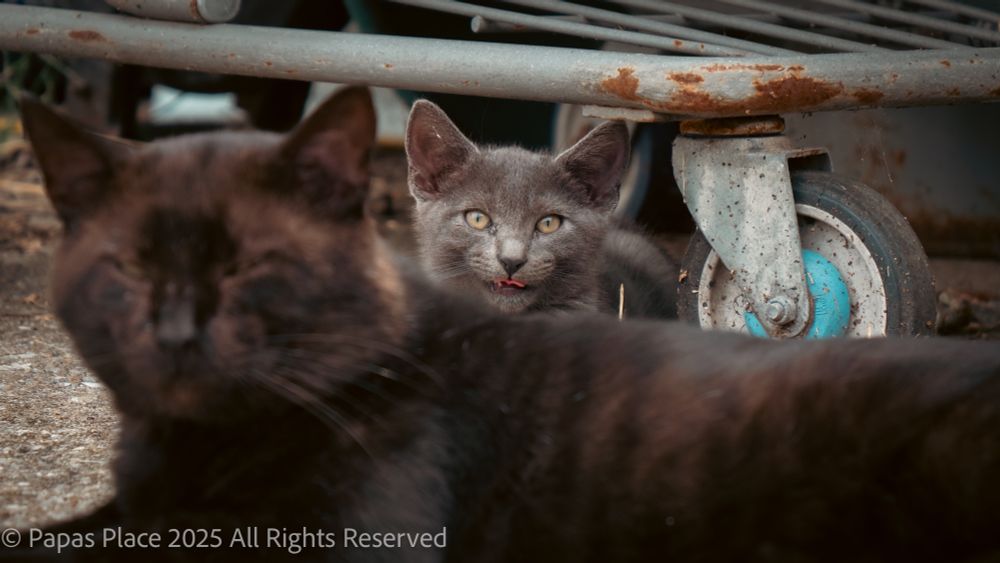 Black daddy cat laying in front of gray kitten