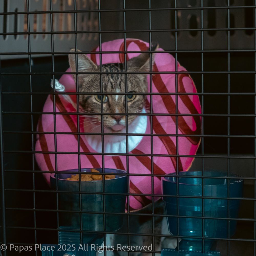 Bindi the cat healing from her TNR