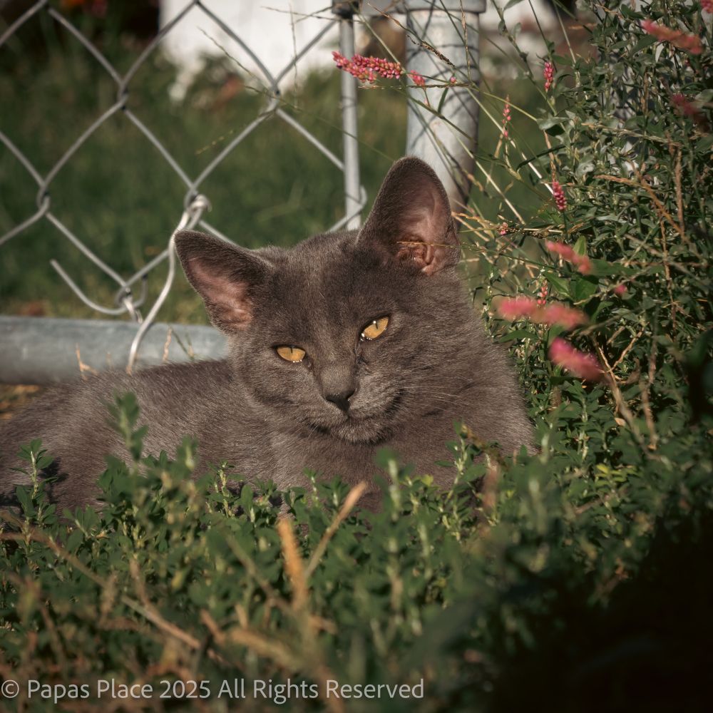 Meeper the kitten laying in the grass