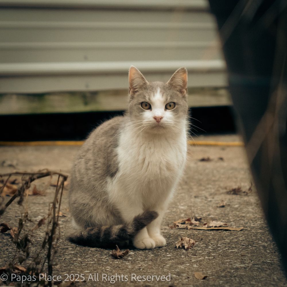 Stray gray & white cat staring at the camera