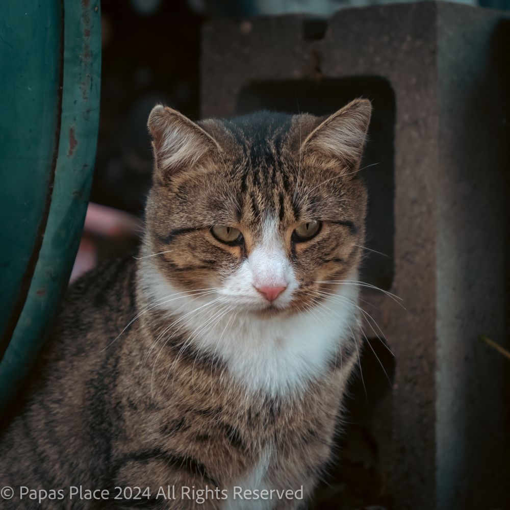 Stray tabby cat staring down at the ground