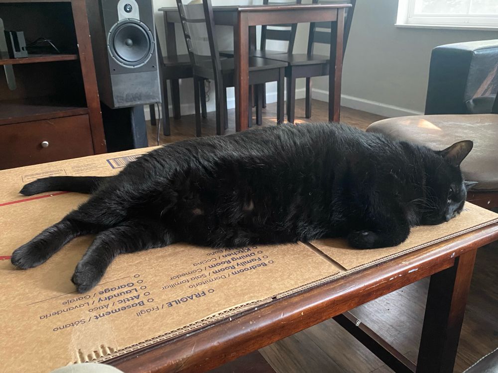 Black cat laying on table facedown legs out
