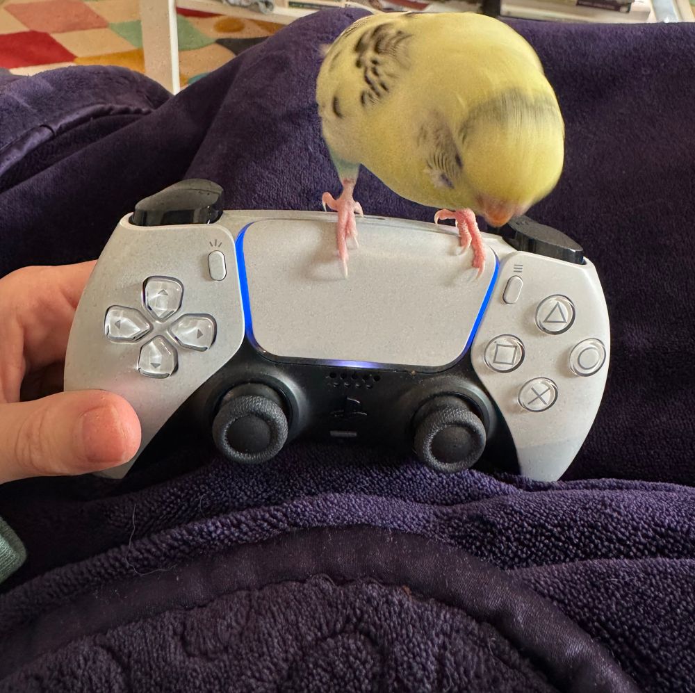 a yellow and teal budgie is perched on top of a playstation 5 controller. the controller is being held up on the left and is resting on a dark blanket 