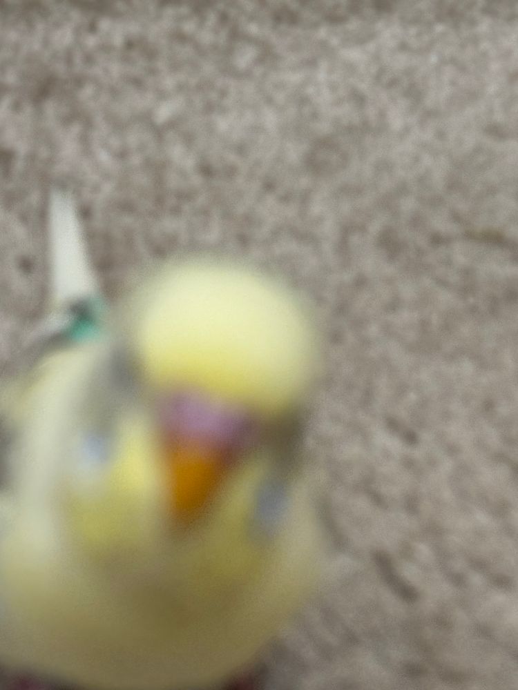 an out of focus and blurry image of a mostly yellow parakeet is coming towards the camera, his orange beak and pink cere are in the foreground. there’s tan carpeting in the background. 