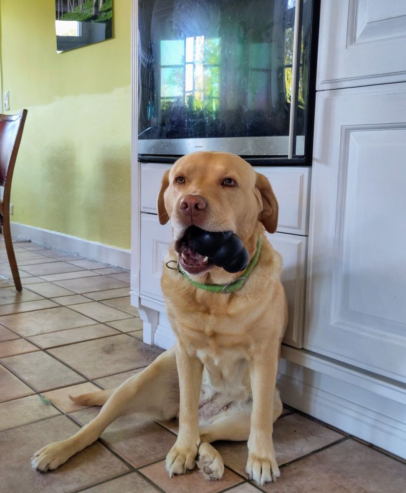 Greta, die blonde Labrador Dame, sitzend mit Gummiballi im Maul spielt Winston Churchill mit Zigarre